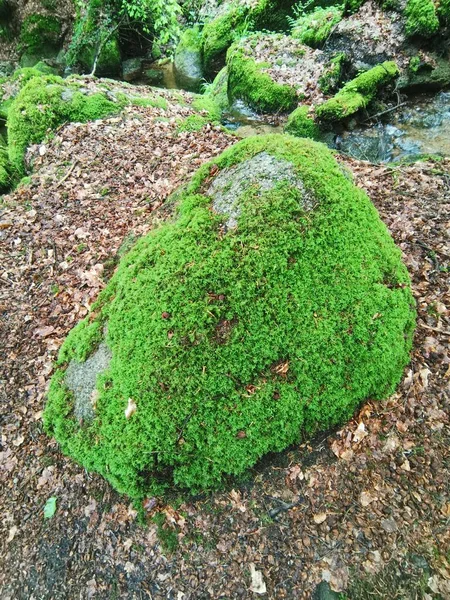 Ujęcie Selektywne Kamieni Pokrytych Mchem Schwarzwaldzie Niemcy — Zdjęcie stockowe