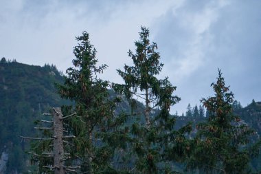 Yeşil ovadaki fidan ağaçları