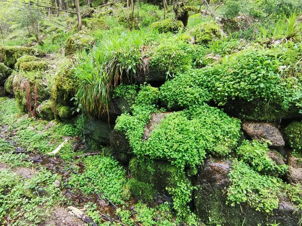 Tiro Foco Seletivo Pedras Cobertas Musgo Floresta Negra Alemanha — Fotografia de Stock