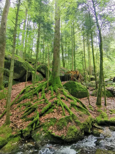 Plan Vertical Pierres Arbres Couverts Mousse Dans Forêt Noire Allemagne — Photo
