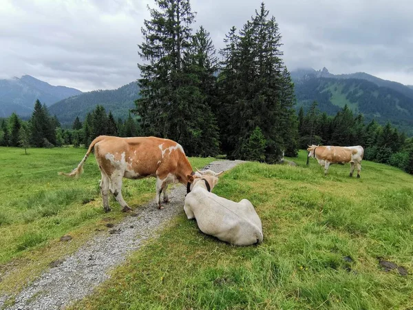 Cows European Alps — Stock Photo, Image