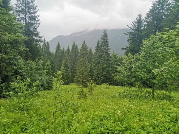 Зелений Луг Квітами Видом Гори Альпах Дощовий День — стокове фото