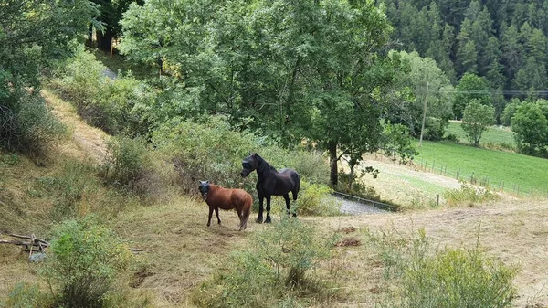 蚊の顔のマスクをした馬2頭 ストック写真