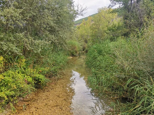 Ρεύμα Ρηχό Ποτάμι Γύρω Από Καταπράσινα Δέντρα Και Γκαζόν — Φωτογραφία Αρχείου