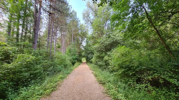 Yeşil Bir Ormana Doğru Yol — Stok fotoğraf