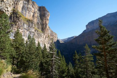 Dik uçurumların yanı sıra güneşe doğru çekilen bir orman, Torla Ordesa Ulusal Parkı Kuzey İspanya 'da