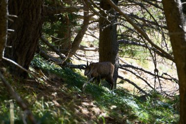 Vahşi Chamois uzak bir ormanda duruyor. Kuzey İspanya 'daki Pireneler Ulusal Parkı' nda.