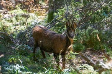 Vahşi Chamois uzak bir ormanda duruyor. Kuzey İspanya 'daki Pireneler Ulusal Parkı' nda.
