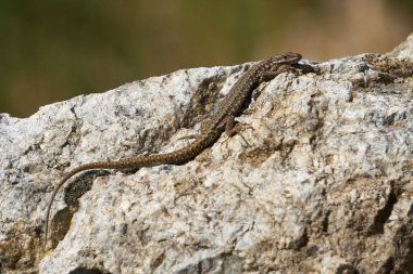Güneşte bir taşın üzerinde sıradan bir kertenkele.