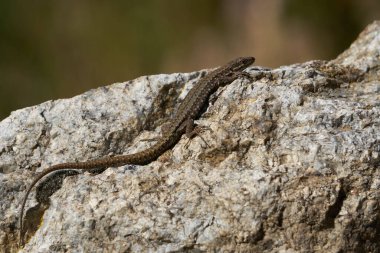 Güneşte bir taşın üzerinde sıradan bir kertenkele.