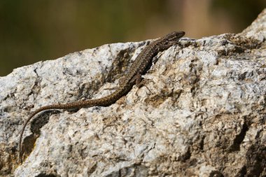 Güneşte bir taşın üzerinde sıradan bir kertenkele.