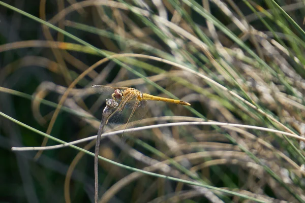 Dragonfly Outdoor Wet Morning — Stock Photo, Image