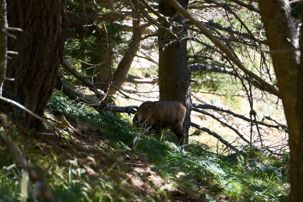 Divoký Kamzík Stojící Lese Daleko Pyrenejském Národním Parku Severním Španělsku — Stock fotografie