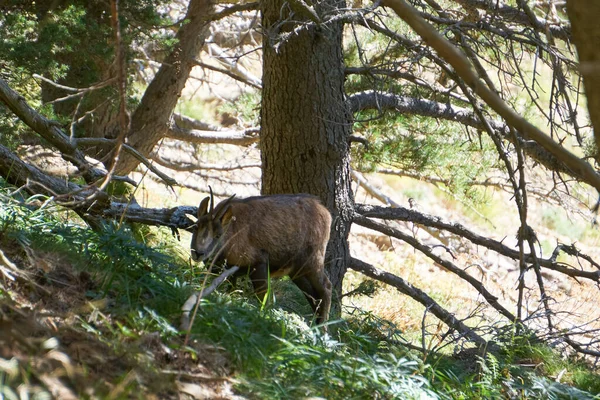 Chamois Sauvages Debout Dans Une Forêt Loin Dans Parc National — Photo