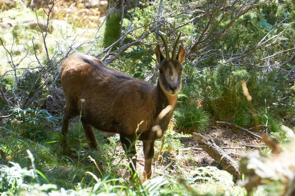 Wilde Chamois Een Bos Ver Weg Een Nationaal Park Van — Stockfoto