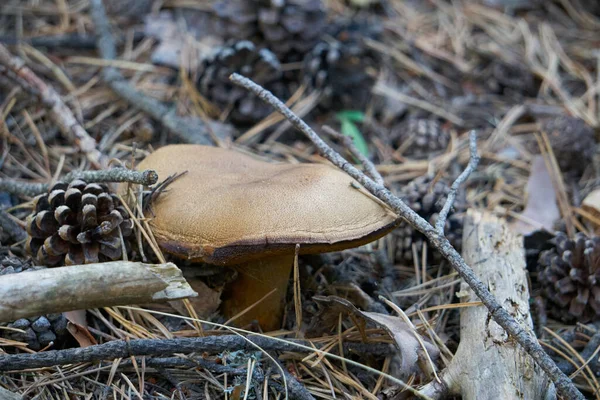 ヨーロッパのピレネー山脈の森の中の茶色のキノコ — ストック写真