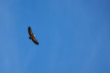 Pirenelerdeki yaygın griffon, uzak mesafeden