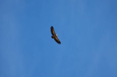 Pirenelerdeki yaygın griffon, uzak mesafeden