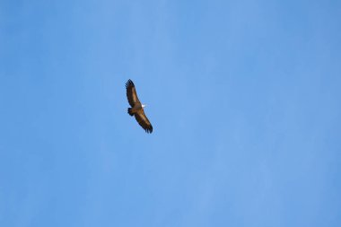 Pirenelerdeki yaygın griffon, uzak mesafeden