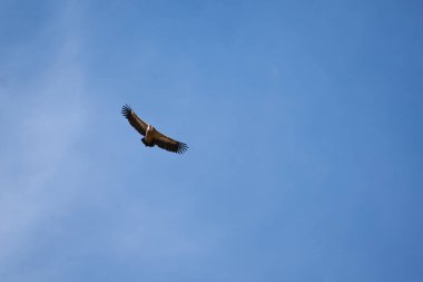 Pirenelerdeki yaygın griffon, uzak mesafeden