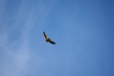 Pirenelerdeki yaygın griffon, uzak mesafeden