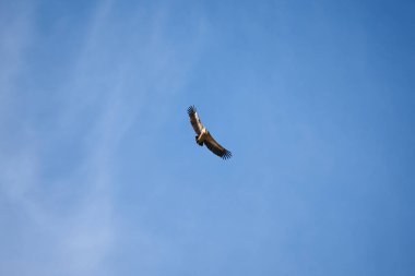 Pirenelerdeki yaygın griffon, uzak mesafeden