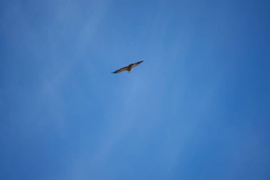 Pirenelerdeki yaygın griffon, uzak mesafeden