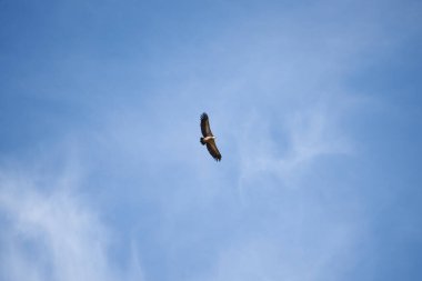 Pirenelerdeki yaygın griffon, uzak mesafeden