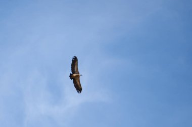 Pirenelerdeki yaygın griffon, uzak mesafeden