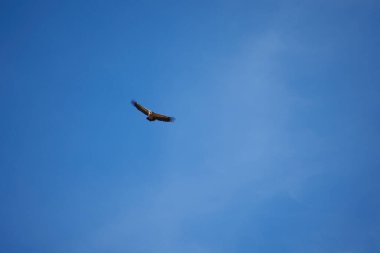 Pirenelerdeki yaygın griffon, uzak mesafeden