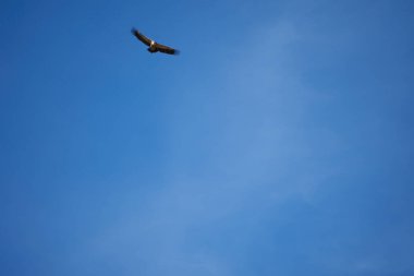 Pirenelerdeki yaygın griffon, uzak mesafeden