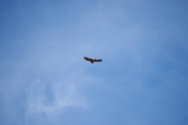 Pirenelerdeki yaygın griffon, uzak mesafeden