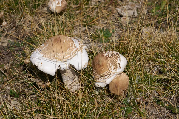 Грибы Вырубленные Лесу Mushroom Boletus Edig Популярные Белые Грибы Boletus — стоковое фото