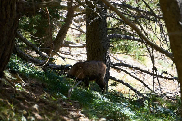 Wild Chamois Forest Pyrenees Seen Far Distance — Stock Photo, Image