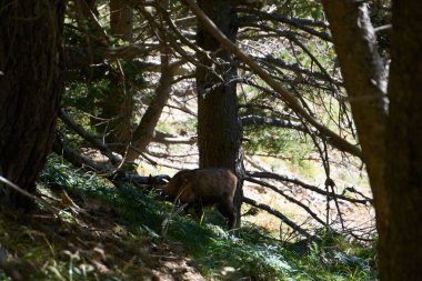 Pirenelerdeki bir ormanda, uzak bir mesafeden görülebilen vahşi bir papağan.