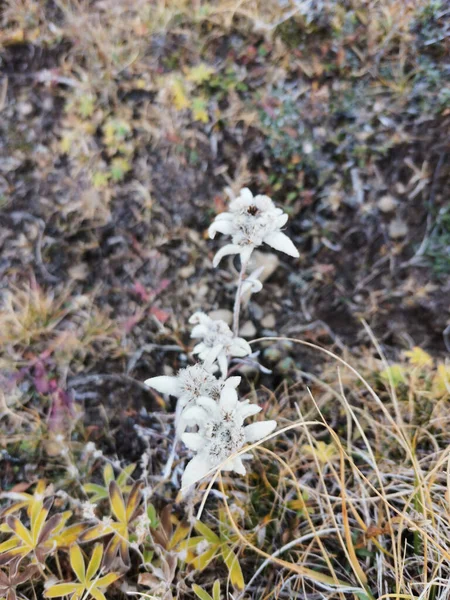 Edelweiss Jesienią Jesienią Podczas Późnego Września Pirenejach — Zdjęcie stockowe