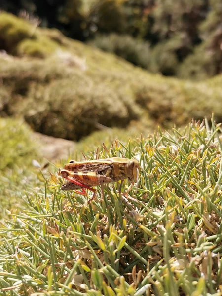 Grasshopper Hierba Prado Mañana Verano —  Fotos de Stock