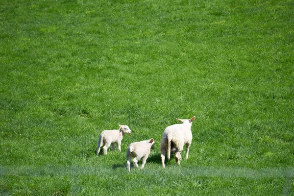 緑の牧草地にある2匹の若い羊のニブル草の選択的な焦点は Ovis Oariesは 典型的には家畜として保管されている4重ペダルの発光哺乳類です オランダの田舎のフィールド上のラム ロイヤリティフリーのストック画像