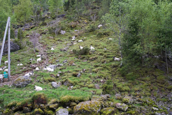 Pâturage Moutons Sur Une Pente Raide Derrière Une Rivière Dans — Photo