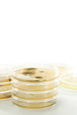 Macro mold and bacterai colonies growing on an agar plates. clipart