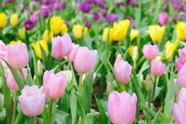 Güzel bahar çiçekleri.