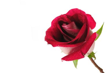 Beyaz arkaplanda izole edilmiş tek güzel kırmızı gül