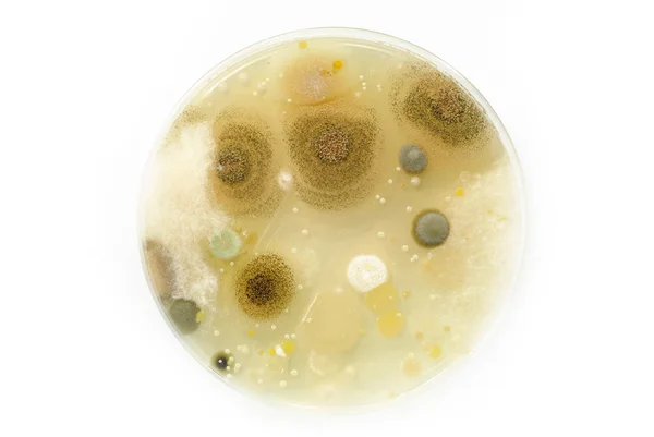 Makro kalıp ve bacterai kolonileri agar plakaları üzerinde büyüyen.