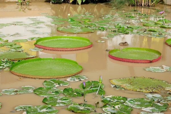Victoria Regia