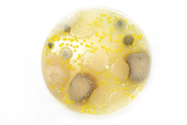 Moisissure macroscopique et colonies bactériennes poussant sur gélose . — Photo
