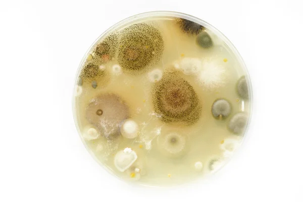 Macro mold and bacterai colonies growing on an agar plates. — Stock Photo, Image