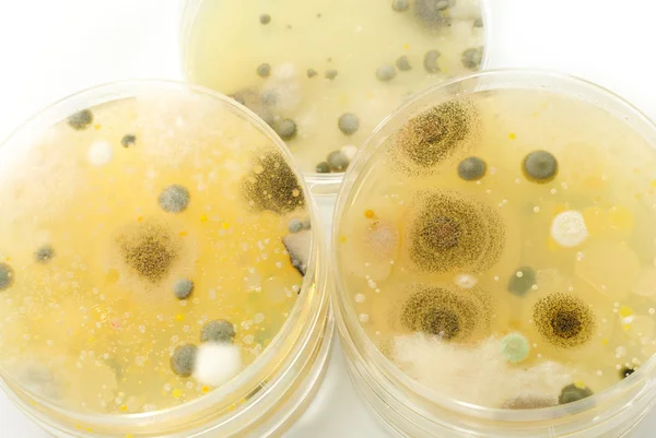 Macro mold and bacterai colonies growing on an agar plates. — Stock Photo, Image