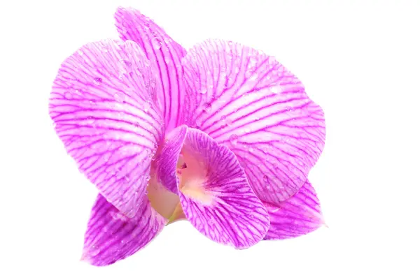 Beyaz arkaplanda izole edilmiş pembe orkide — Stok fotoğraf