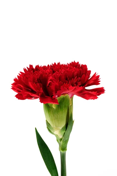 Karanfil çiçek — Stok fotoğraf