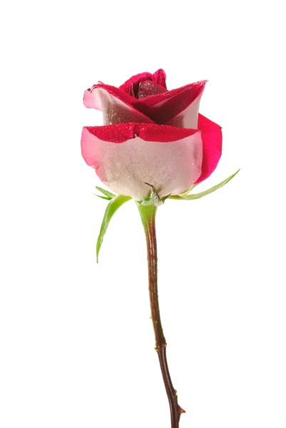 Único rosa vermelha bonita isolada no fundo branco — Fotografia de Stock